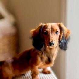Dachshund Puppies from Golden Creek Farm