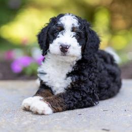 Finn - Tri-color male Bernedoodle puppy in Narvon, Pennsylvania from CBKB Bernedoodle’s