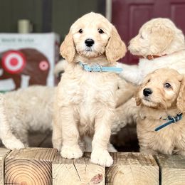 Goldendoodles and Pyredoodles from Sweet Dixie Doodles