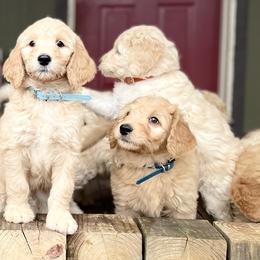 Goldendoodles and Pyredoodles from Sweet Dixie Doodles