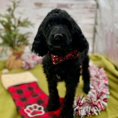 Skipper - Black male Springerdoodle puppy in Lisbon, Ohio from Willow Lane Doodles