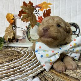 Fig - Wheaten male Miniature Schnauzer puppy in Hemet, California from Journee Home Mini Schnauzers