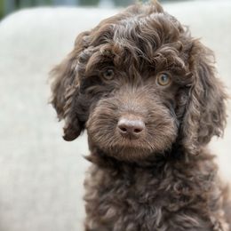 Lucy - Chocolate female Goldendoodle puppy in Norman, Oklahoma from Wilson Family Doodles LLC