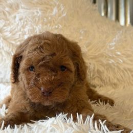 Male 2 - Red  male Goldendoodle puppy in Haleyville, Alabama from Susan’s Prefurred Doodles