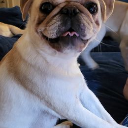 Pugs from Big Country Pugs