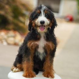 Beyoncé - Tri-color female Bernedoodle puppy in Dundee, Ohio from Down Home Doodle