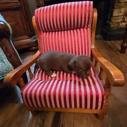 Mattie - Chocolate and white female Chihuahua puppy in Orange, Texas from Tiny Paws from God