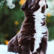German Shepherd and Sporty Mix Puppies from Savage K9 Kennels