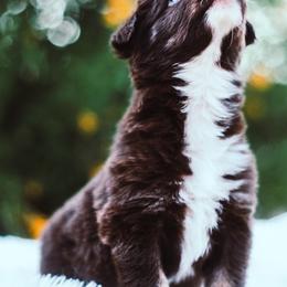 German Shepherd and Sporty Mix Puppies from Savage K9 Kennels