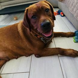 Canvas - Yellow female Labrador Retriever puppy in Kissimmee, Florida from SunState Labs