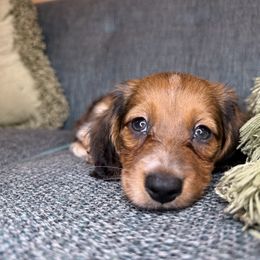 Dachshund Puppies from Monterey Bay Dachshund Kennel