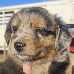Blue Girl - Blue merle female Australian Shepherd puppy in Kingman, Arizona from Waggin Bow Mini Aussies