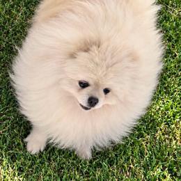 Cashy poo - Cream male Pomeranian puppy in Fayetteville, North Carolina from Tar-heel Poms