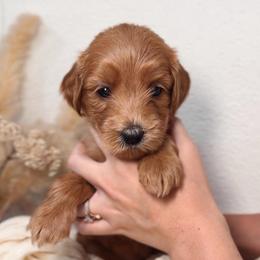 Juniper - Red  female Goldendoodle puppy in Auburn, California from Golden Acre Doodles