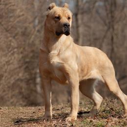 Nala - Cane Corso