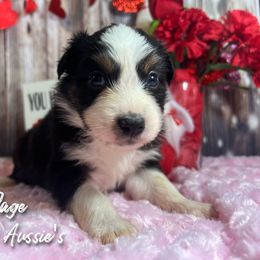 Australian Shepherd and Pembroke Welsh Corgi Puppies from Lewis Aussie’s & Corgi’s