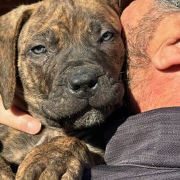 Boerboel Puppies from Erickson Ranch Boerboels
