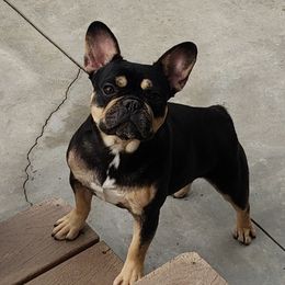Winnie - French Bulldog