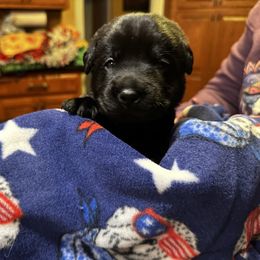 Boy 4 - Black male Labrador Retriever puppy in Fitchburg, Massachusetts from Sunny Hill Farm Labradors