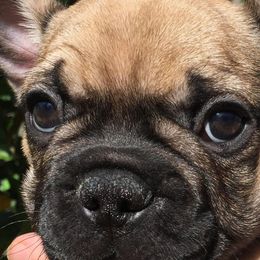 French Bulldogs from Kimson French Bulldogs