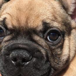 French Bulldogs from Kimson French Bulldogs
