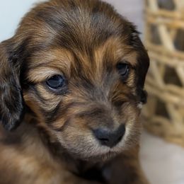 Dachshunds from Megan ROUECHE