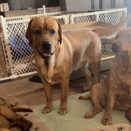 Labrador Retriever Puppies from Susan Burkey