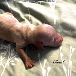 Cloud - Cream female Dachshund puppy in Vancouver, Washington from GretaLo Dachshunds