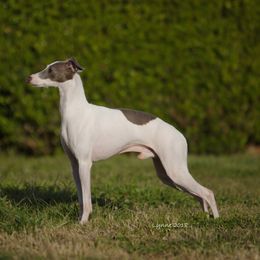 Vick - Italian Greyhound