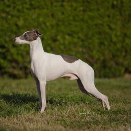 Vick - Italian Greyhound