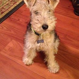 Lakeland Terrier Puppies from Well-Red Lakeland Terriers