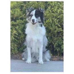 Vega - Blue merle female Border Collie puppy in Dunn, North Carolina from Coylety Kennel