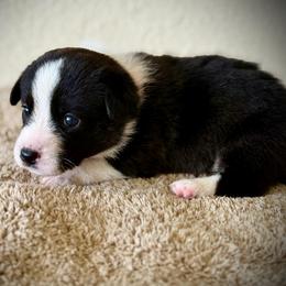 Pistol Princess - Black and white female Cardigan Welsh Corgi puppy in Omaha, Arkansas from DnD Corgis