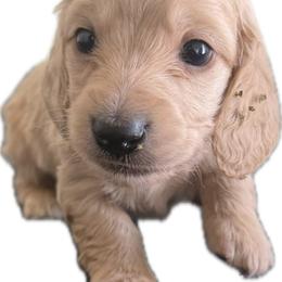 Male Cream Longhair - Cream male Dachshund puppy in El Paso, Texas from InnerVision K9 & Dachs