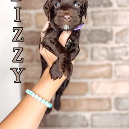 Dizzy - Chocolate female Australian Labradoodle puppy in Decatur, Alabama from Southern Meadows Doodles