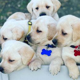 Labrador Retrievers from Lone Star Texas Retrievers