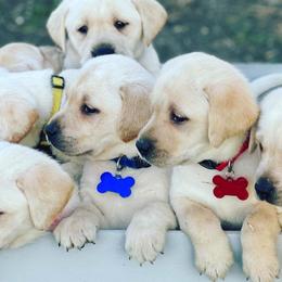 Labrador Retrievers from Lone Star Texas Retrievers