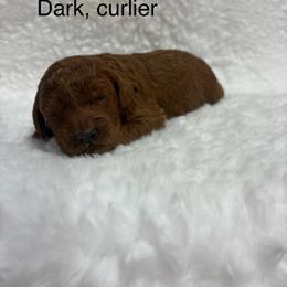 Boy 3 - Red  male Goldendoodle puppy in Wever, Iowa from JK Royal Lines