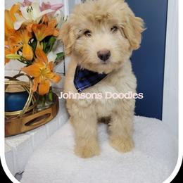 Aussiedoodle, Bernedoodle, and Goldendoodle Puppies from Johnson's Doodles
