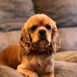 Poppy - Cocker Spaniel