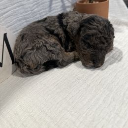 Poodle Puppies from Moore Poodles