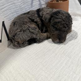 Poodle Puppies from Moore Poodles