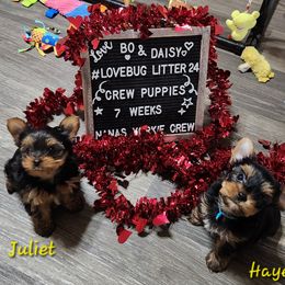 Yorkshire Terrier Puppies from Nana's Yorkie Crew