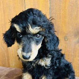 Noodles - Poodle