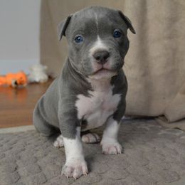 American Bully Puppies from Nitro’s Bullies