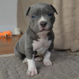 American Bully Puppies from Nitro’s Bullies