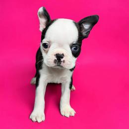 AKC Tootsie - Black brindle and white female Boston Terrier puppy in Galena, Kansas from RottNBostons