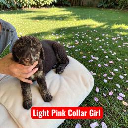 Pink Collar - Black female Poodle puppy in Henagar, Alabama from Windy Oak Kennels