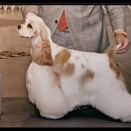 Rain - Cocker Spaniel