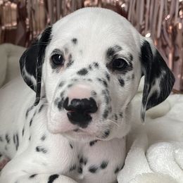 Boy 6 red “Miracle” - White and black Dalmatian puppy in Franklin, Tennessee from Gentry’s Dalmatians